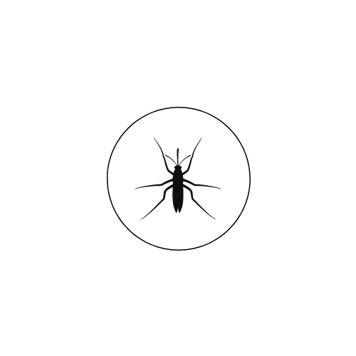 mosquito